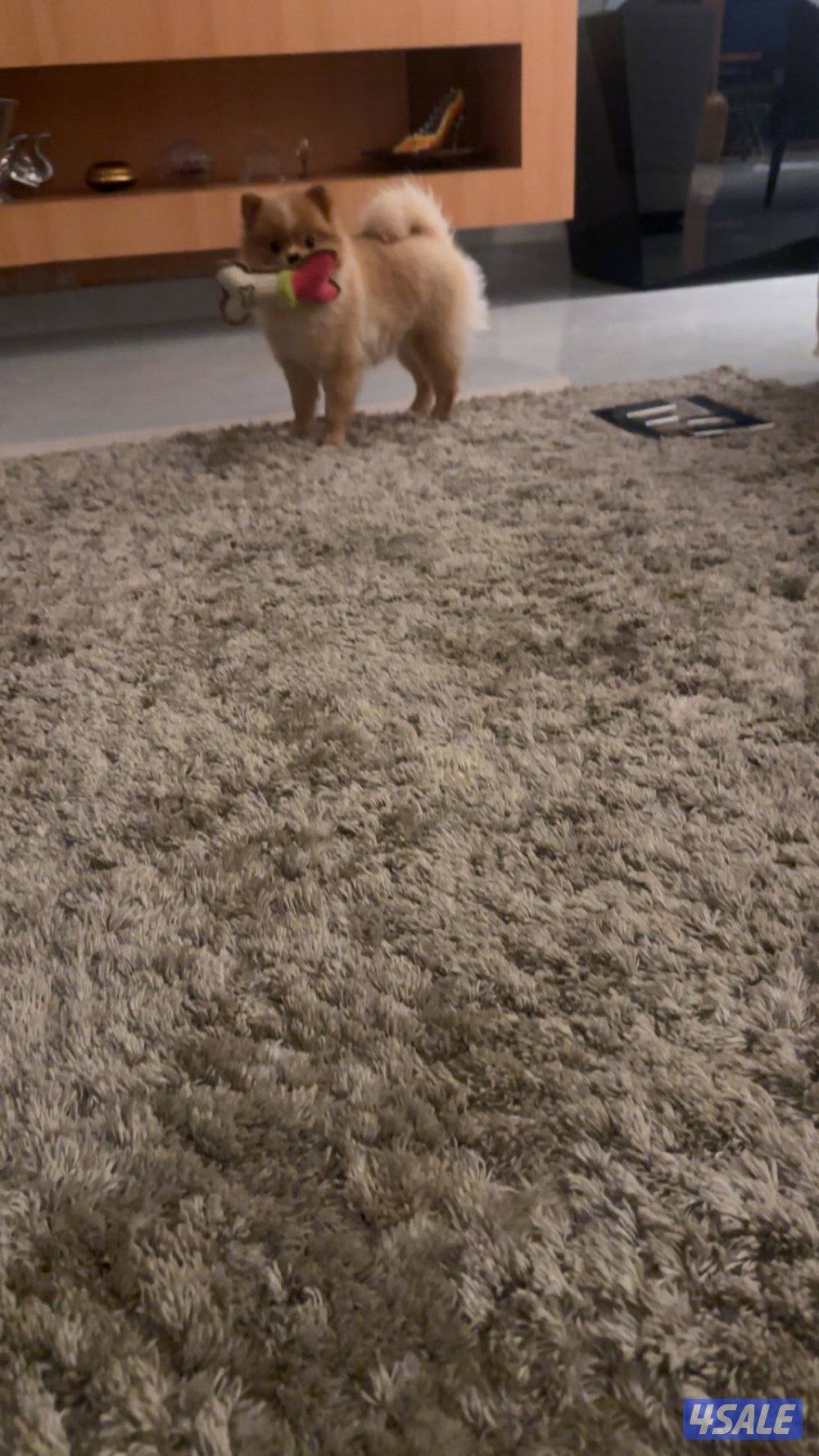 Mini Pomeranian dog2