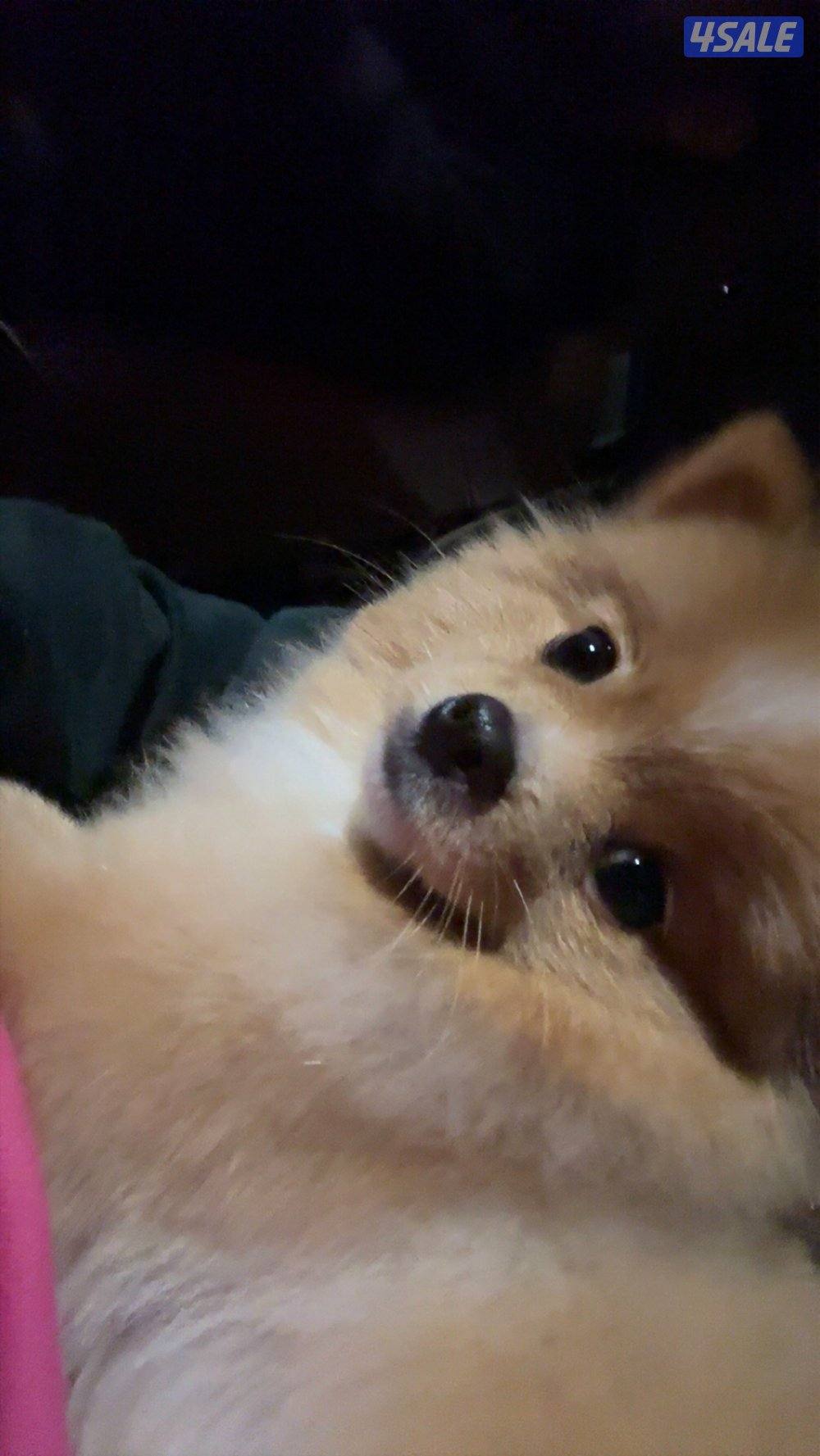 Mini Pomeranian dog3