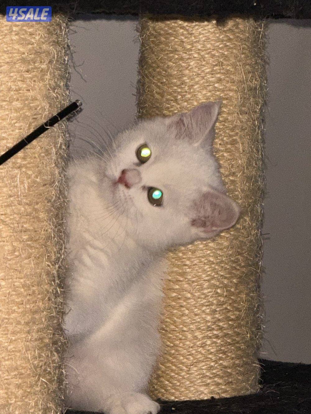 برتش شورت هير نثيه0