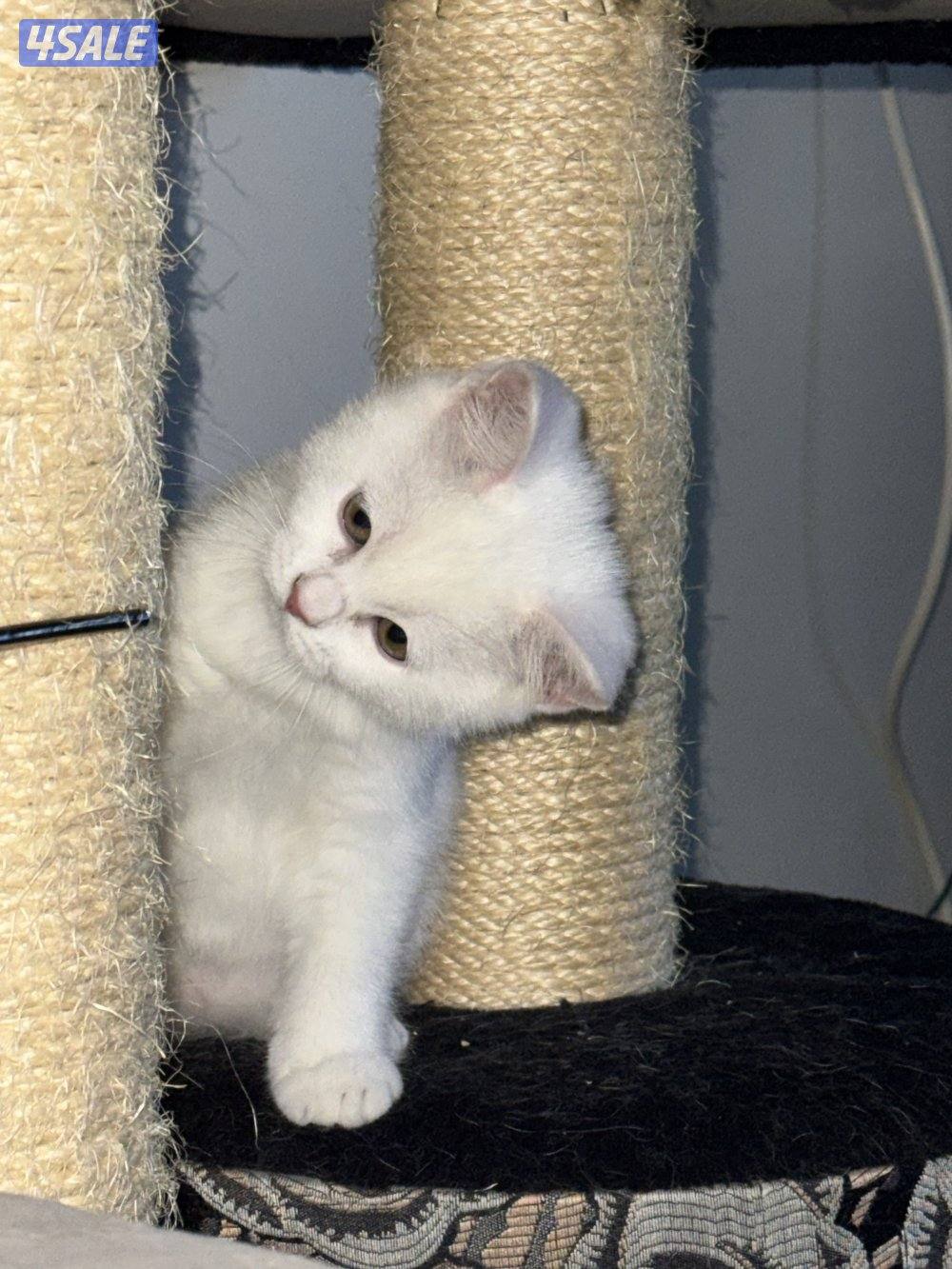 برتش شورت هير نثيه1