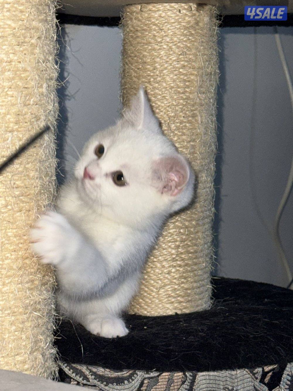 برتش شورت هير نثيه2