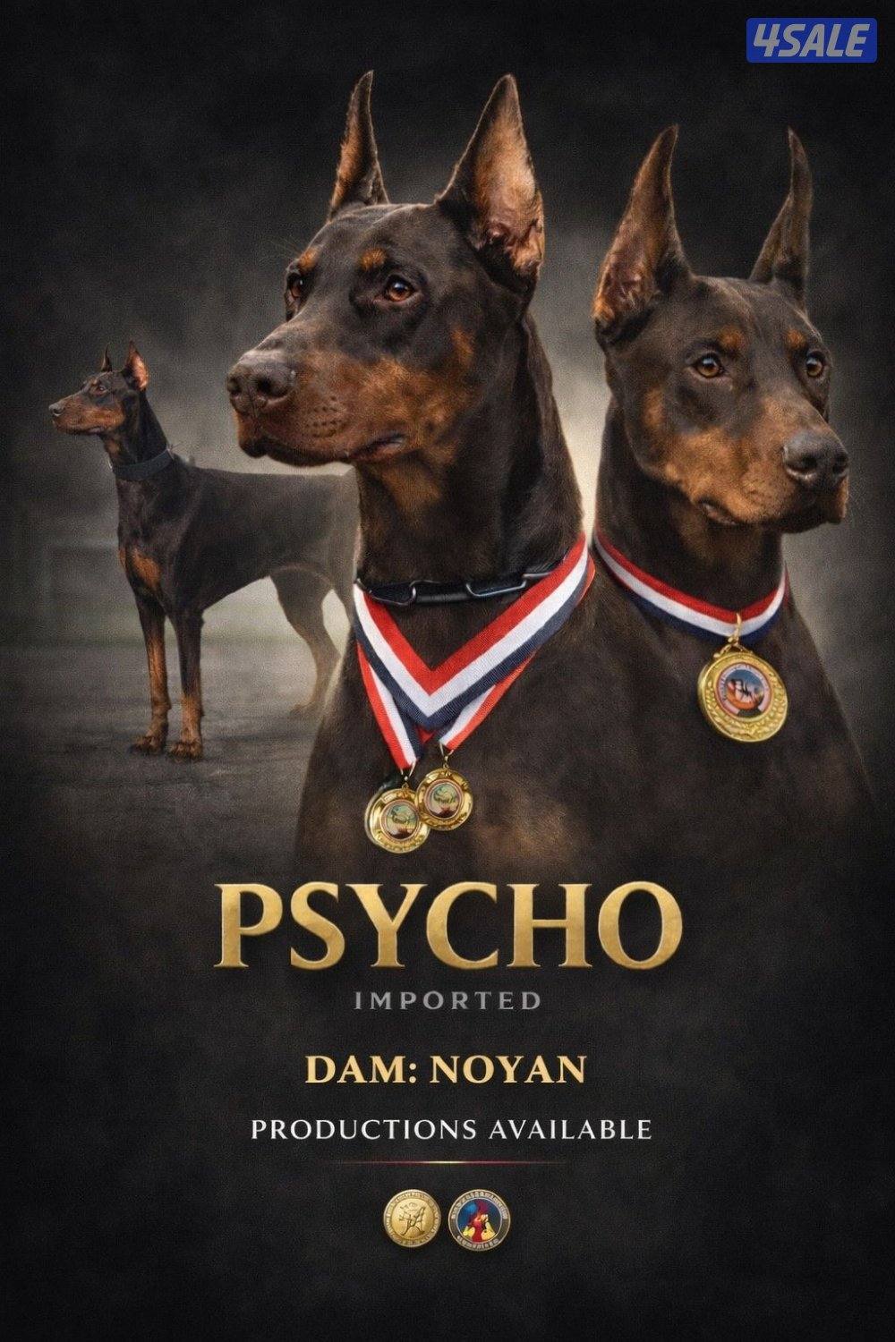 Doberman  bloodline0