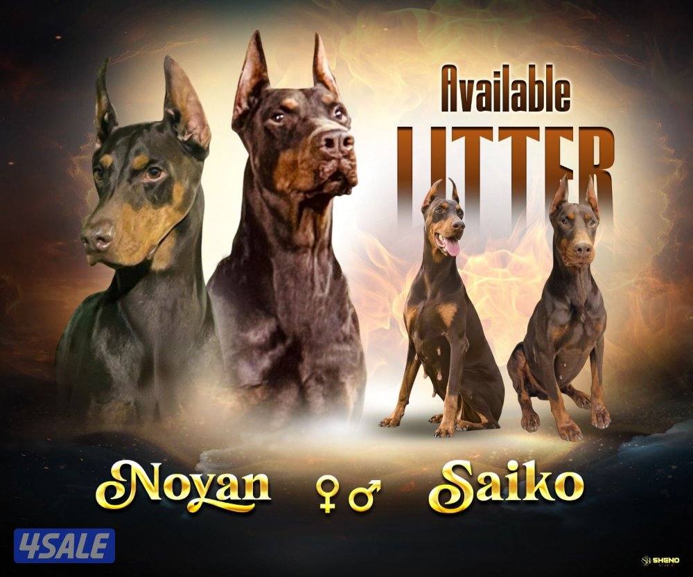 Doberman  bloodline1