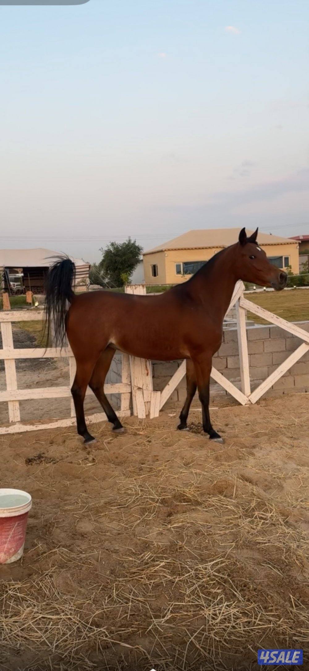 فرس مصرية بيور منتجة ولقاح0