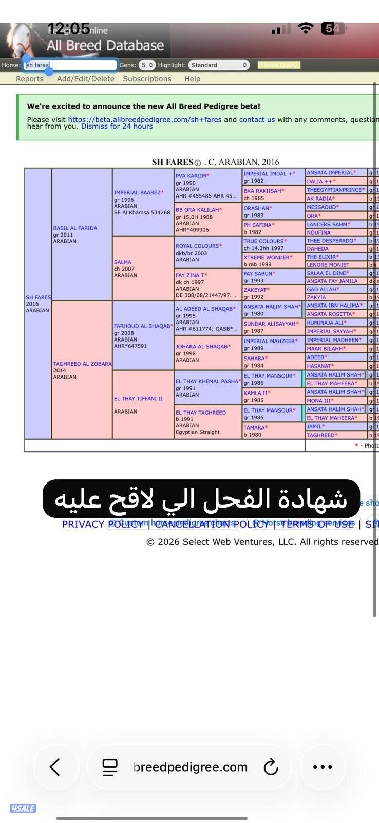 فرس مصرية بيور منتجة ولقاح1
