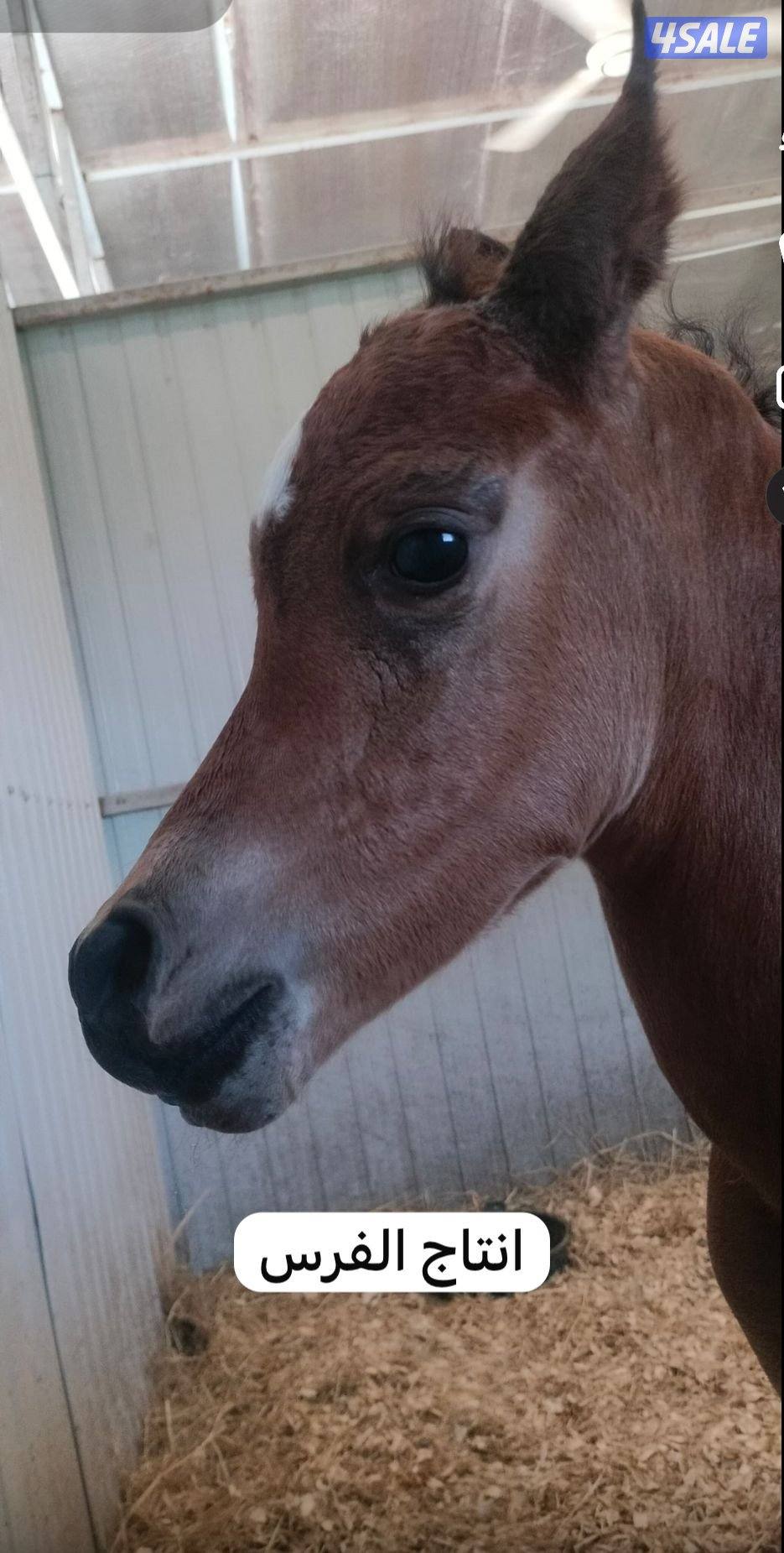 فرس مصرية بيور منتجة ولقاح2