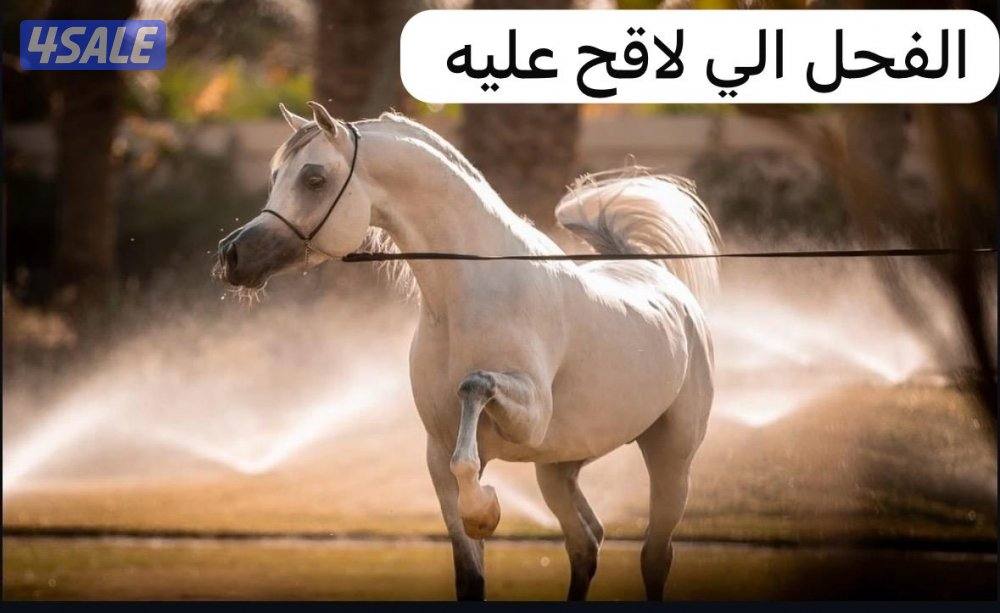 فرس مصرية بيور منتجة ولقاح3