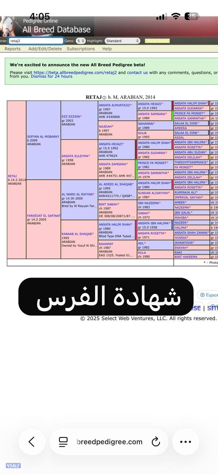 فرس مصرية بيور منتجة ولقاح4