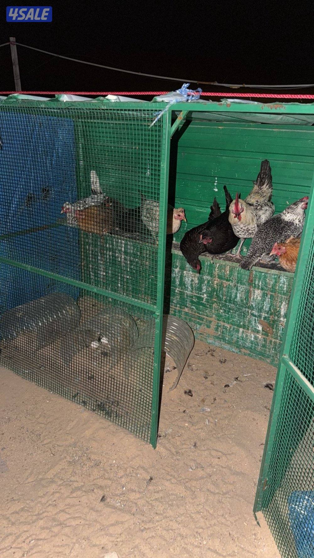 بيعه سريعه0