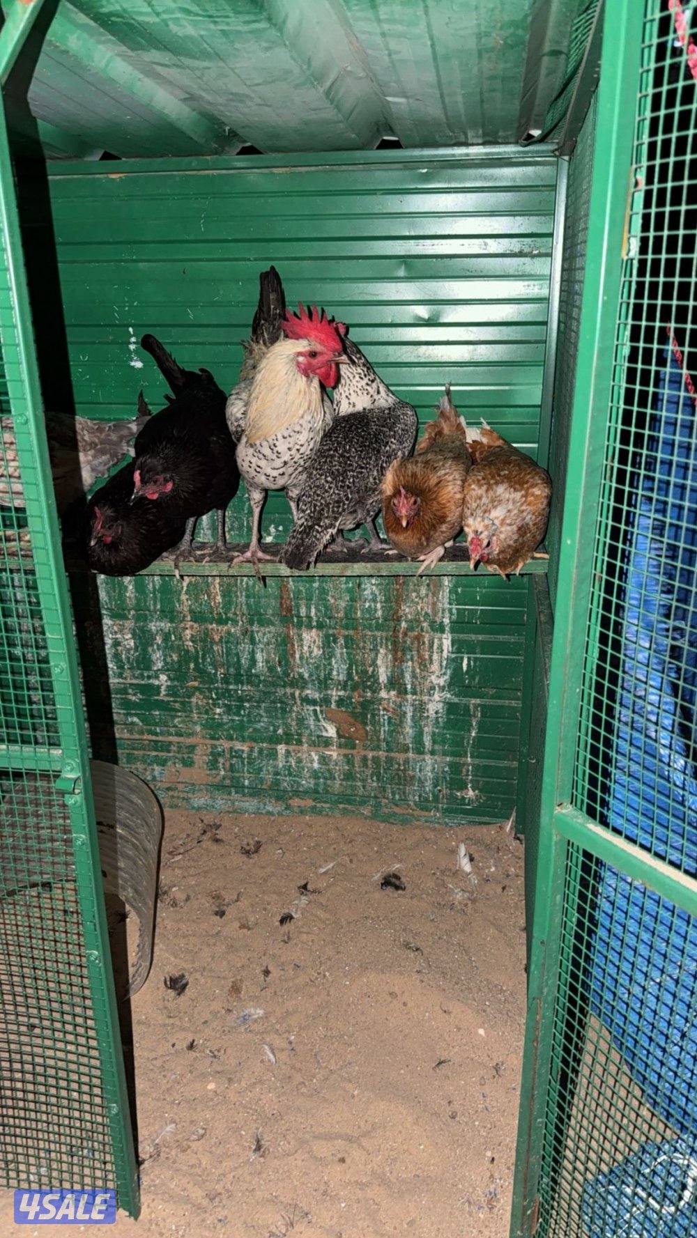 بيعه سريعه2