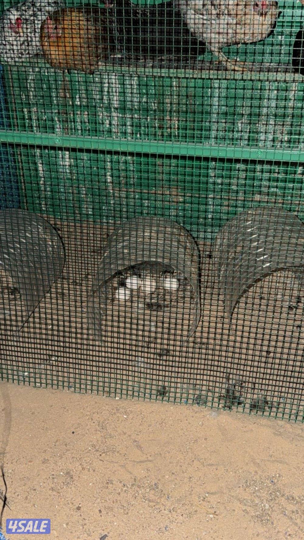 بيعه سريعه3