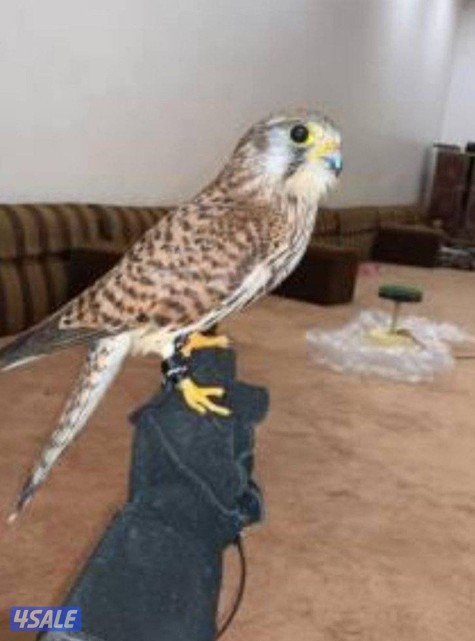 شرايص حميميجج0