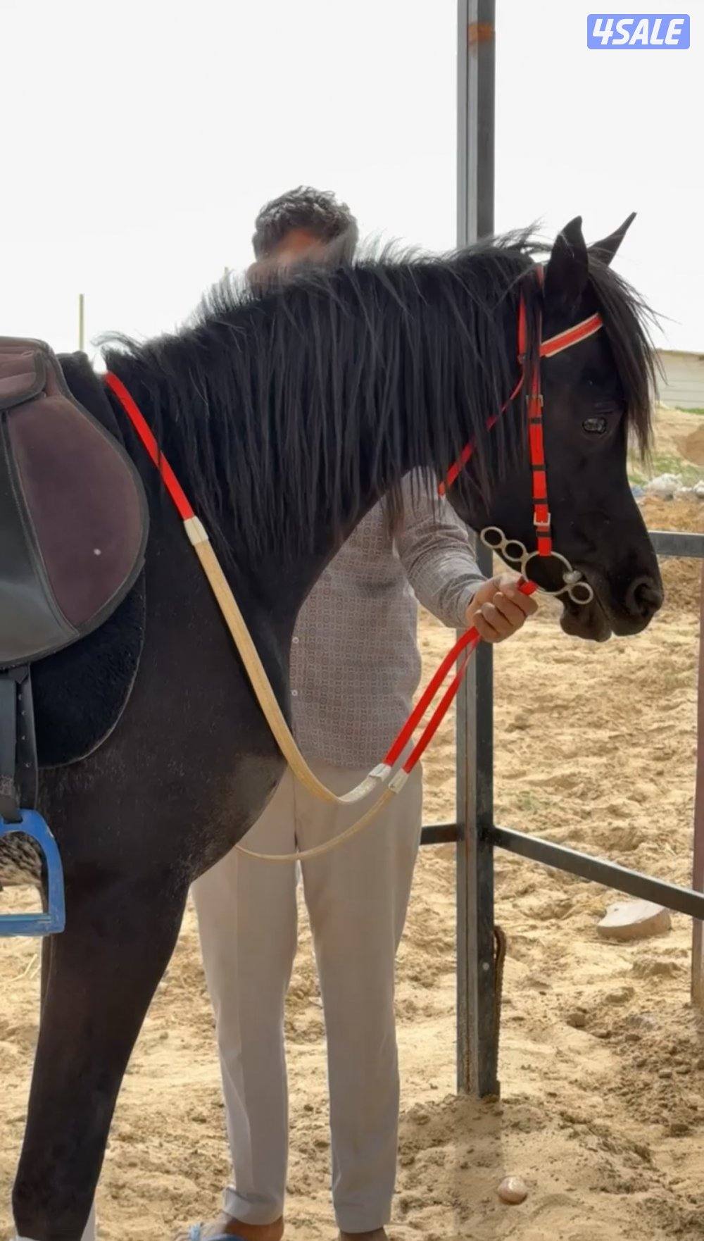 مهر ادهم معسوف1