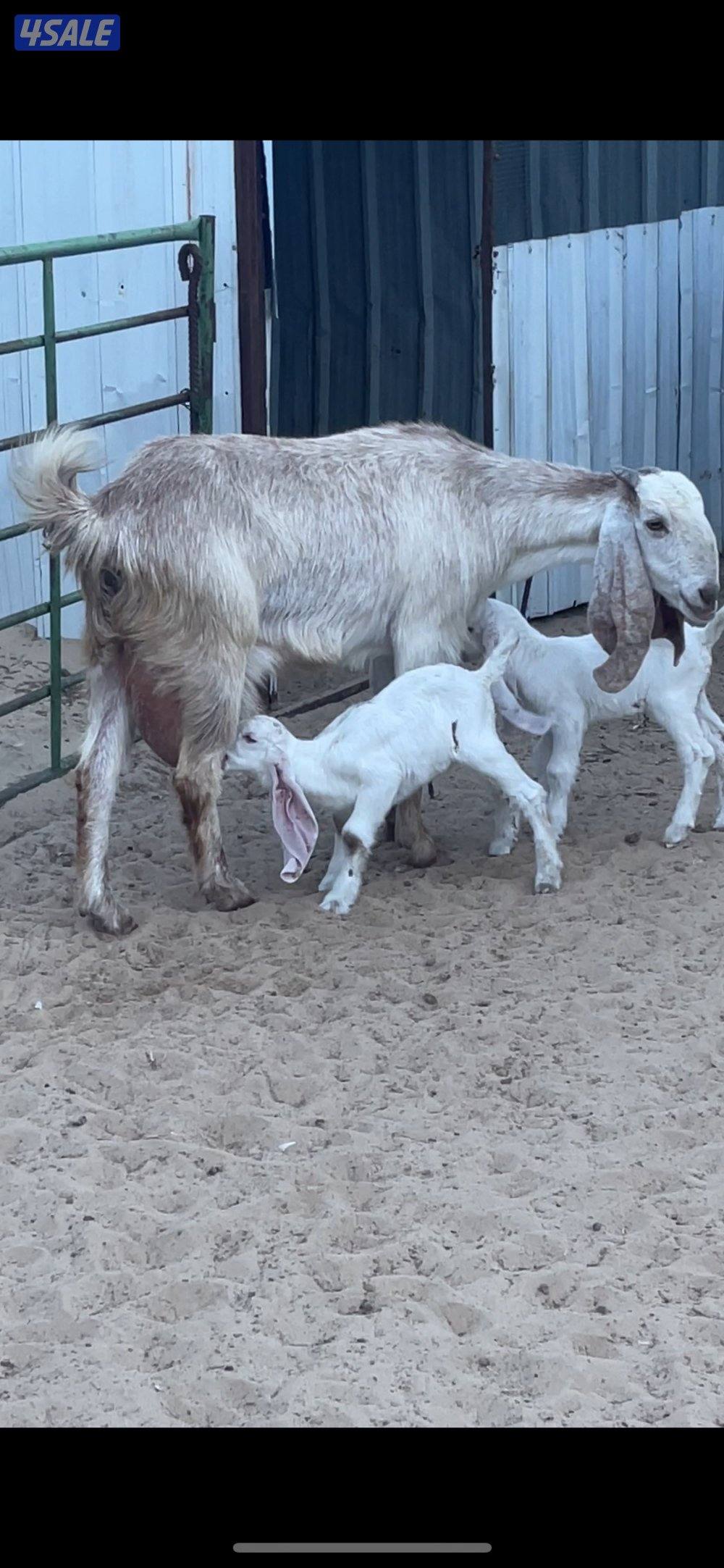 عنز توم جميع الشروط0