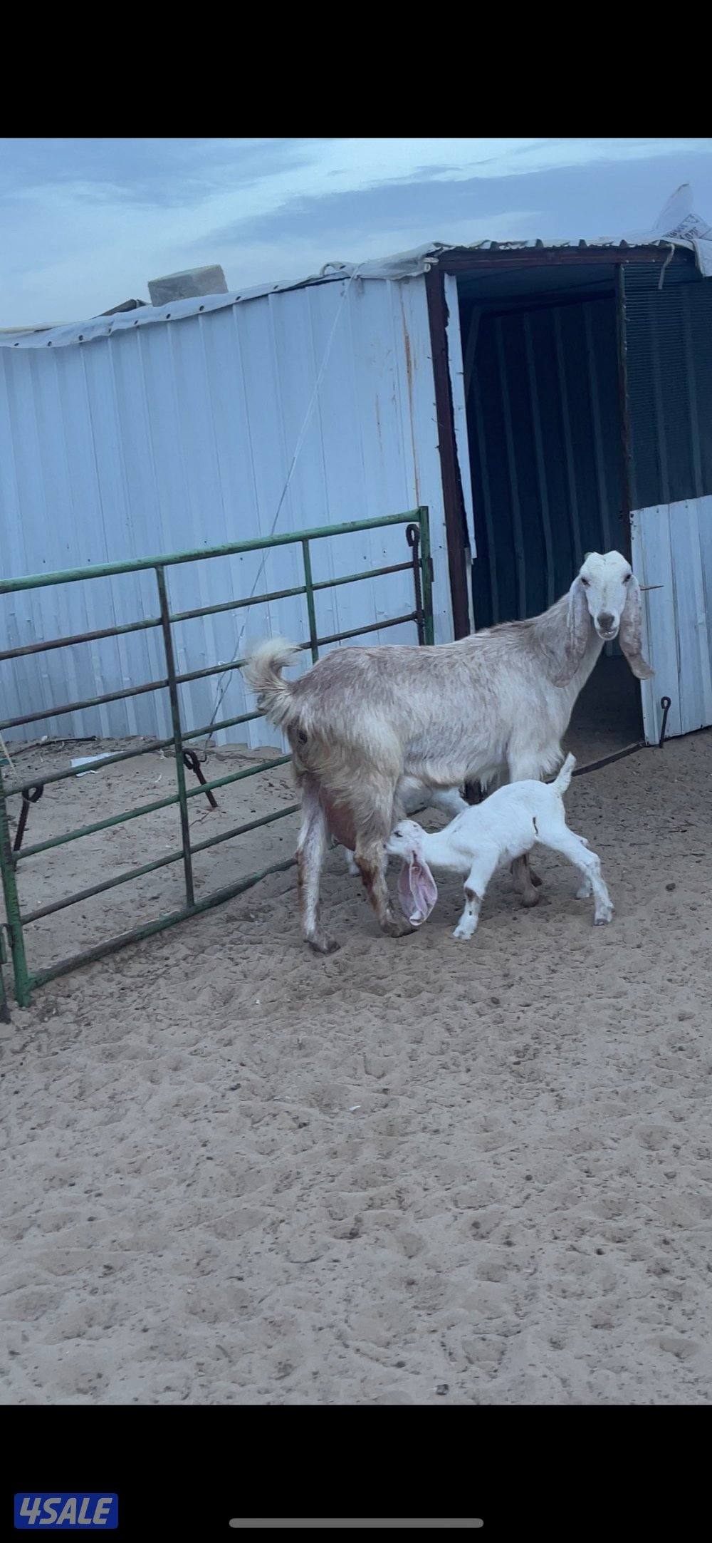 عنز توم جميع الشروط1