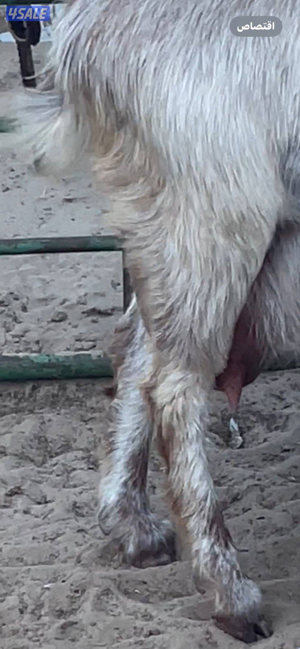 عنز توم جميع الشروط2