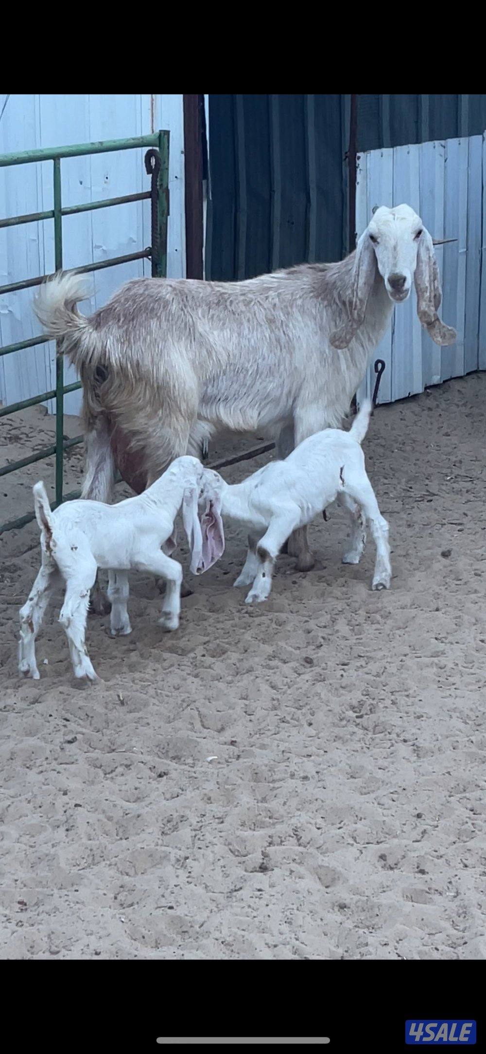 عنز توم جميع الشروط3