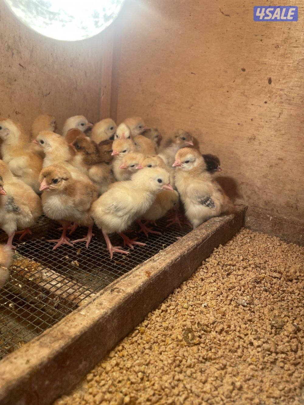 صيصان عربي0