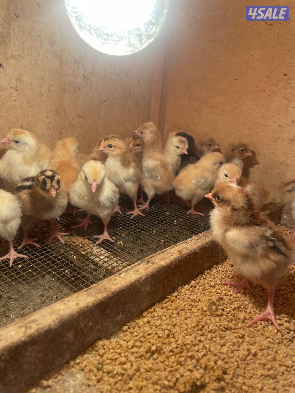 صيصان عربي1