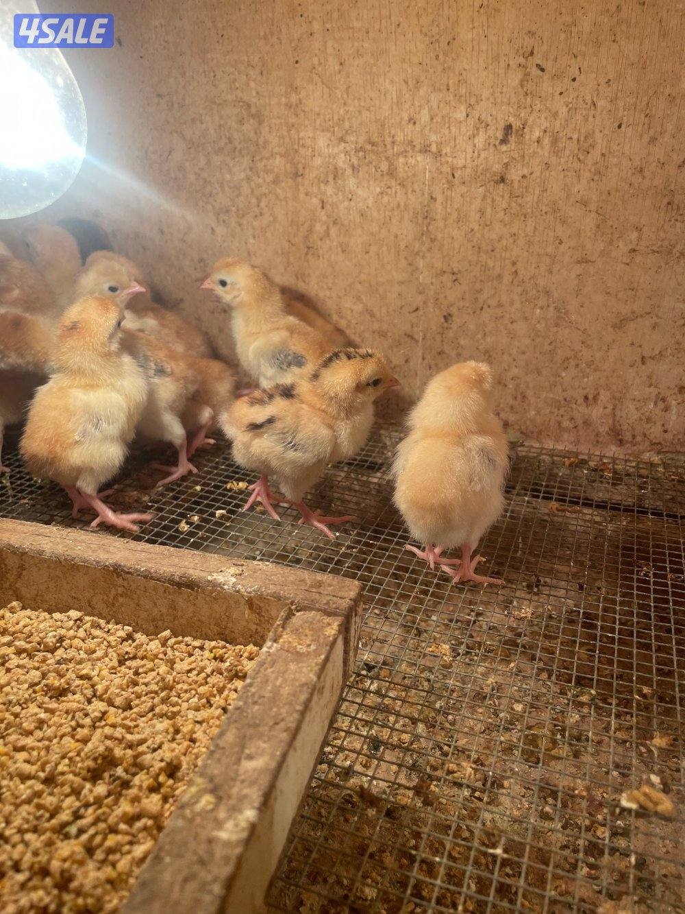 صيصان عربي2