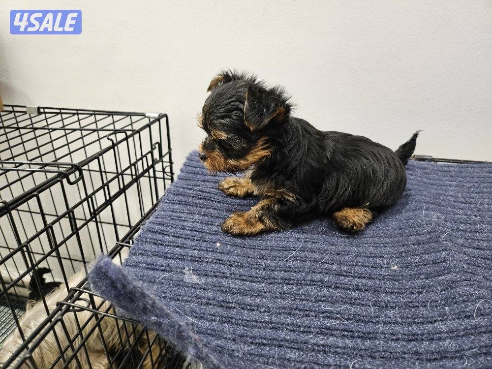 Yorkshire Terrier (purebreed)1