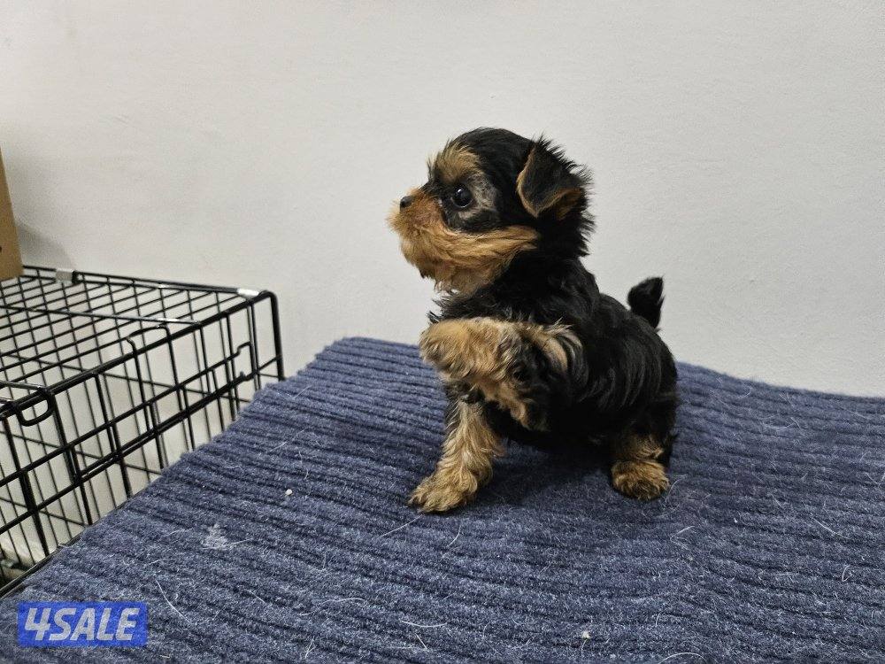 Yorkshire Terrier (purebreed)0