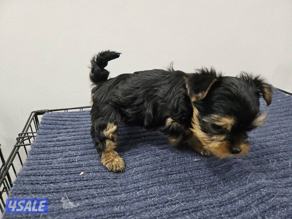 Yorkshire Terrier (purebreed)2
