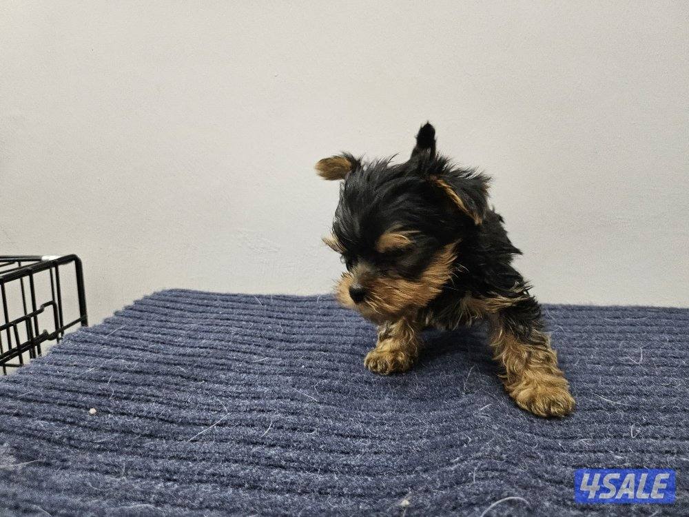 Yorkshire Terrier (purebreed)4