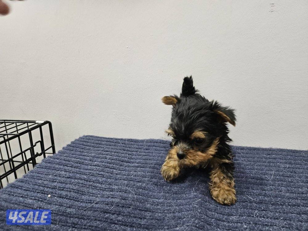 Yorkshire Terrier (purebreed)3