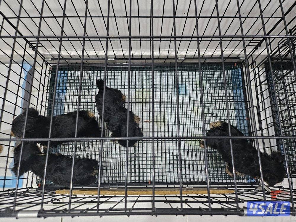 Yorkshire Terrier (purebreed)5