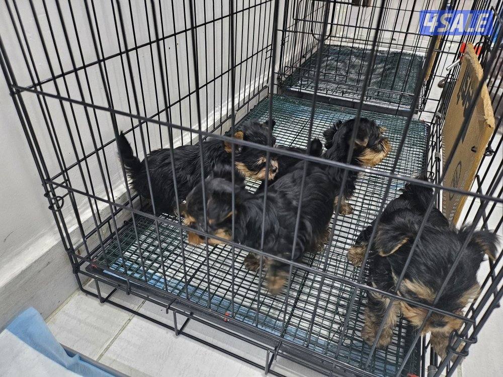 Yorkshire Terrier (purebreed)6