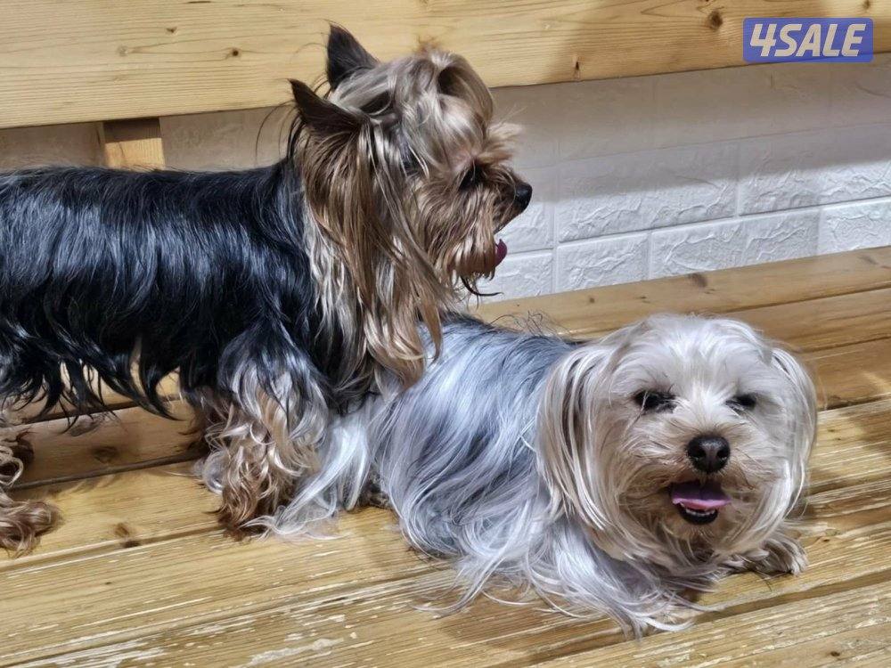 Yorkshire Terrier (purebreed)7