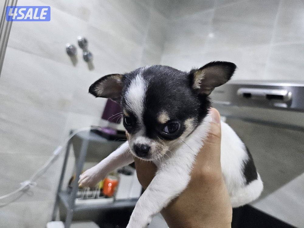 Chihuahua (purebreed)1