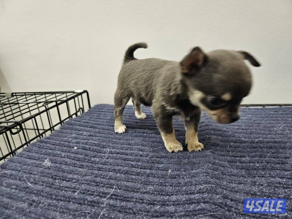 Chihuahua (purebreed)2