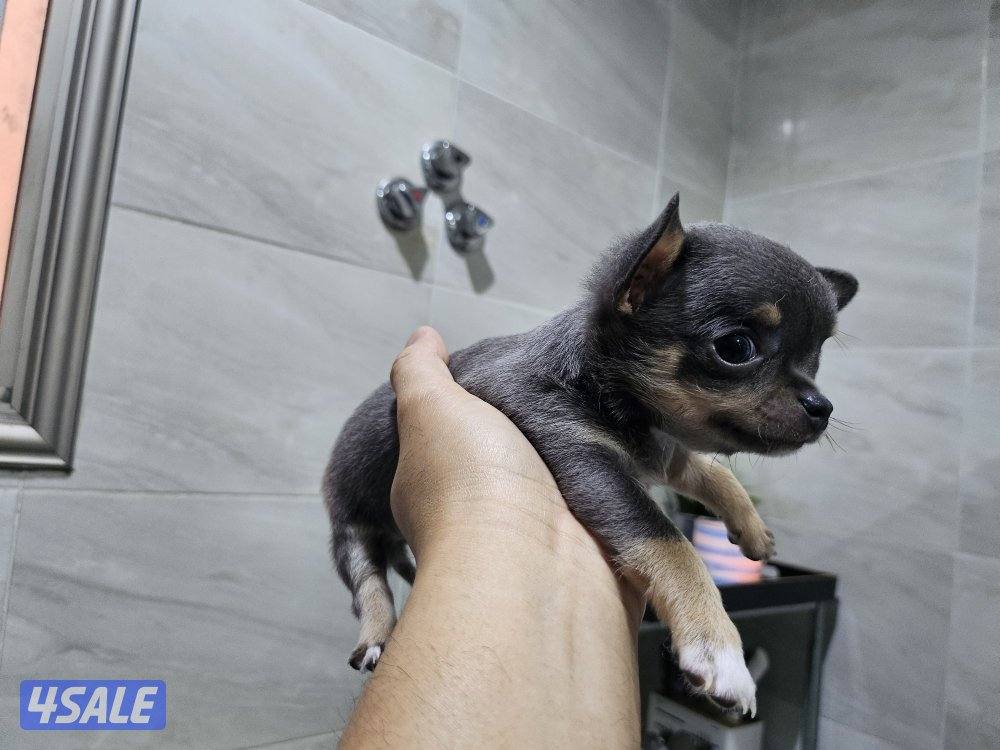 Chihuahua (purebreed)3