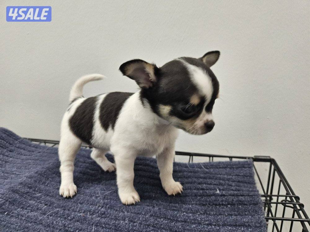 Chihuahua (purebreed)4