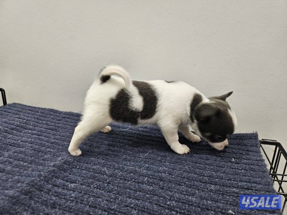 Chihuahua (purebreed)5