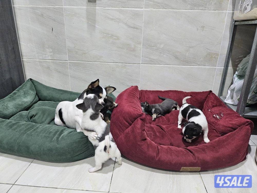 Chihuahua (purebreed)6