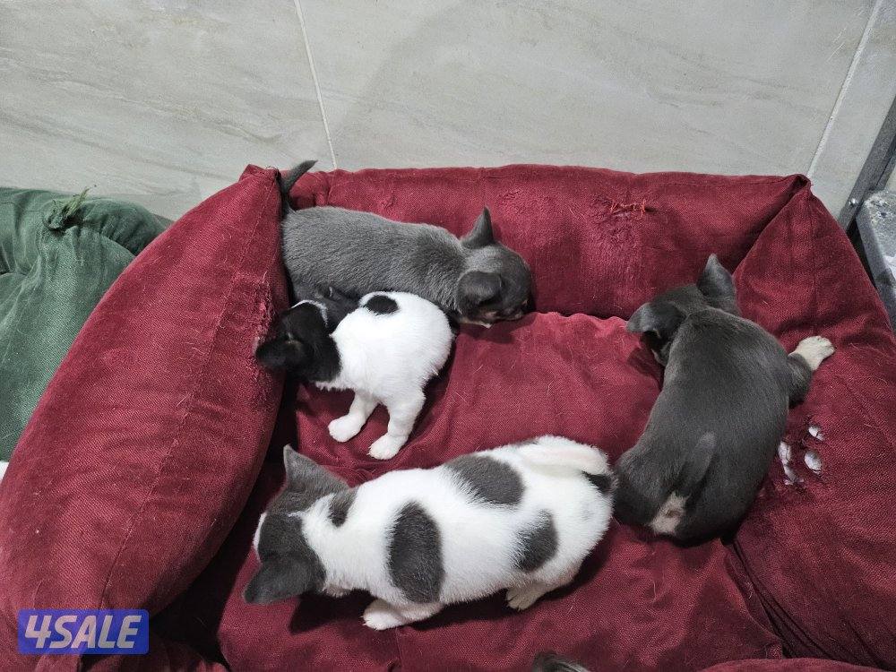 Chihuahua (purebreed)7