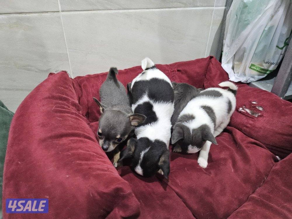 Chihuahua (purebreed)8