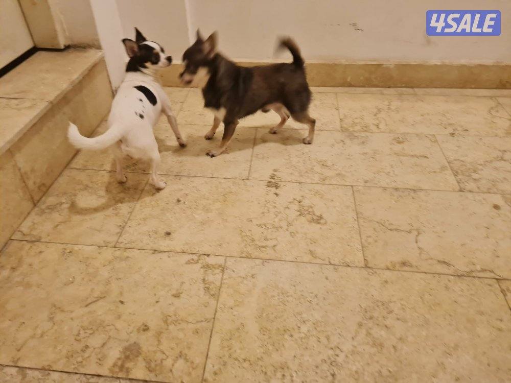 Chihuahua (purebreed)9