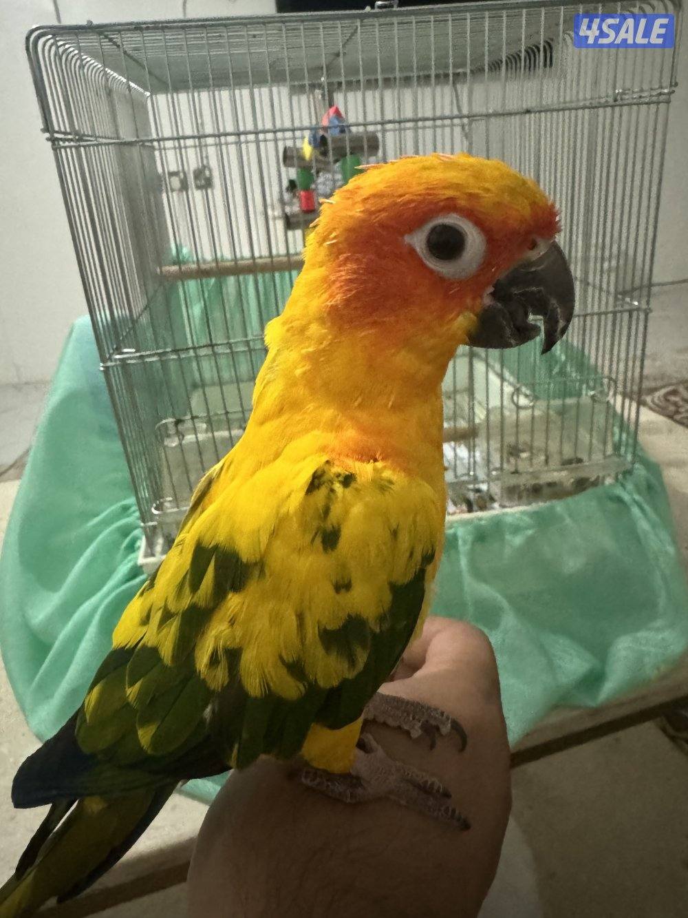 للبيع صن كنيور0