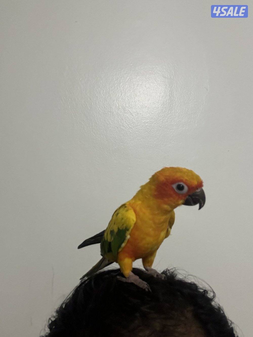 للبيع صن كنيور1