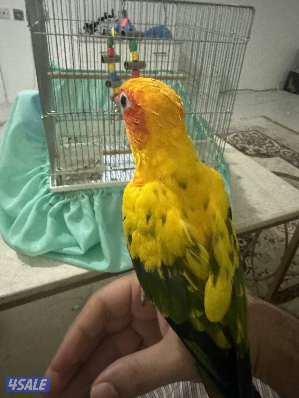 للبيع صن كنيور2