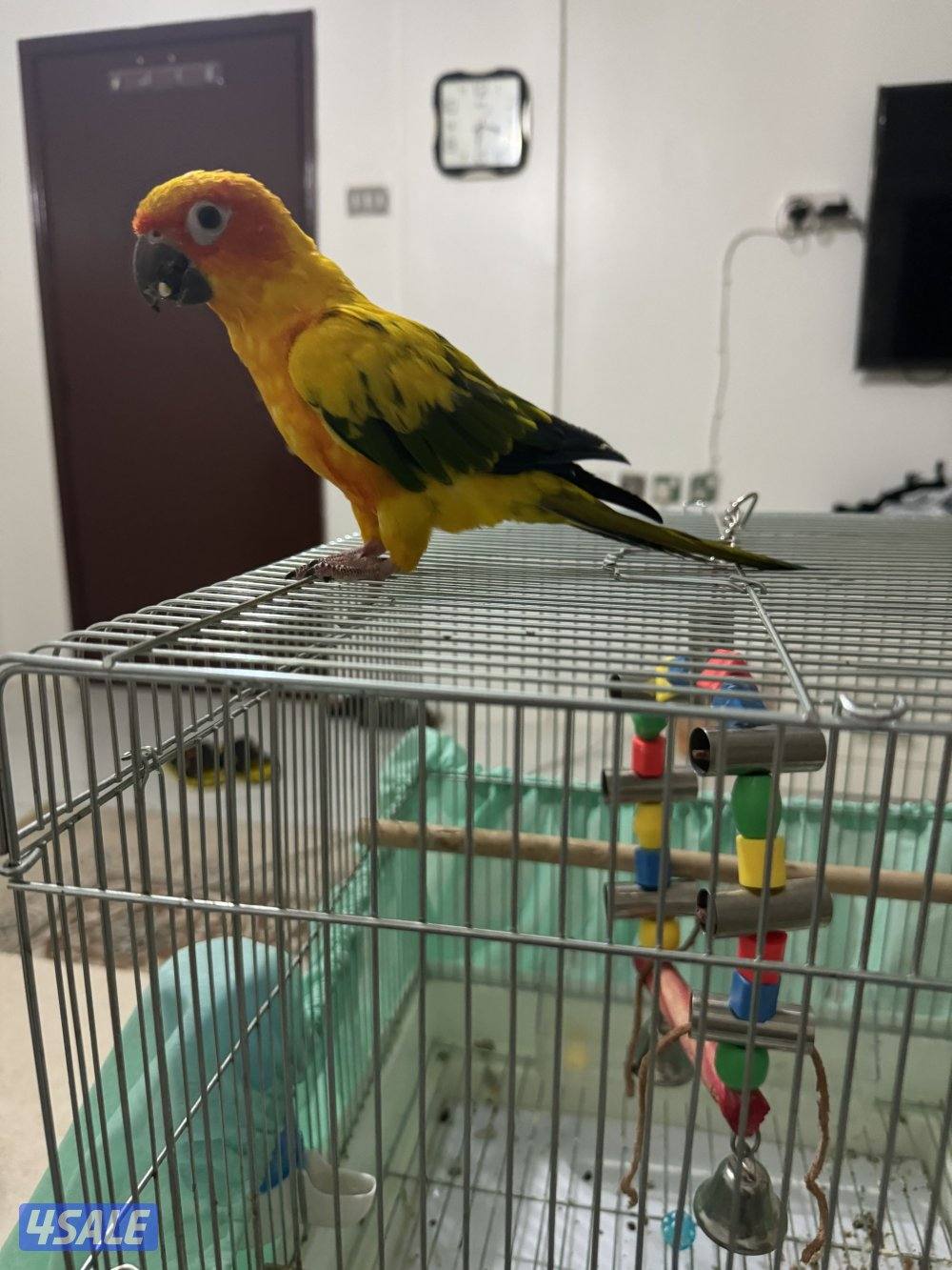 للبيع صن كنيور3