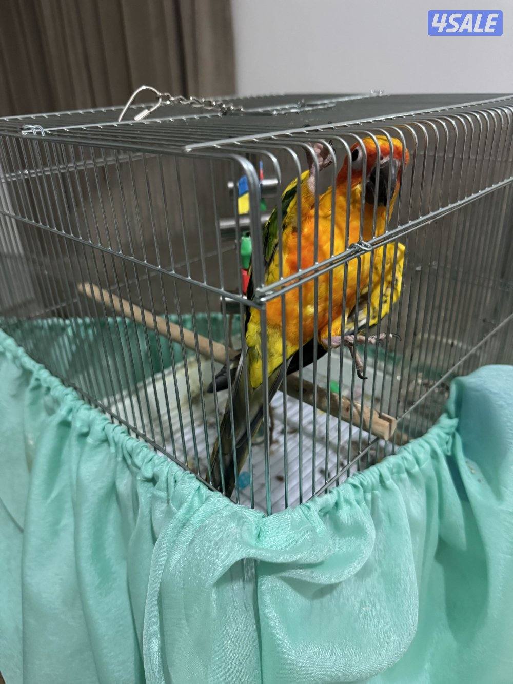 للبيع صن كنيور4