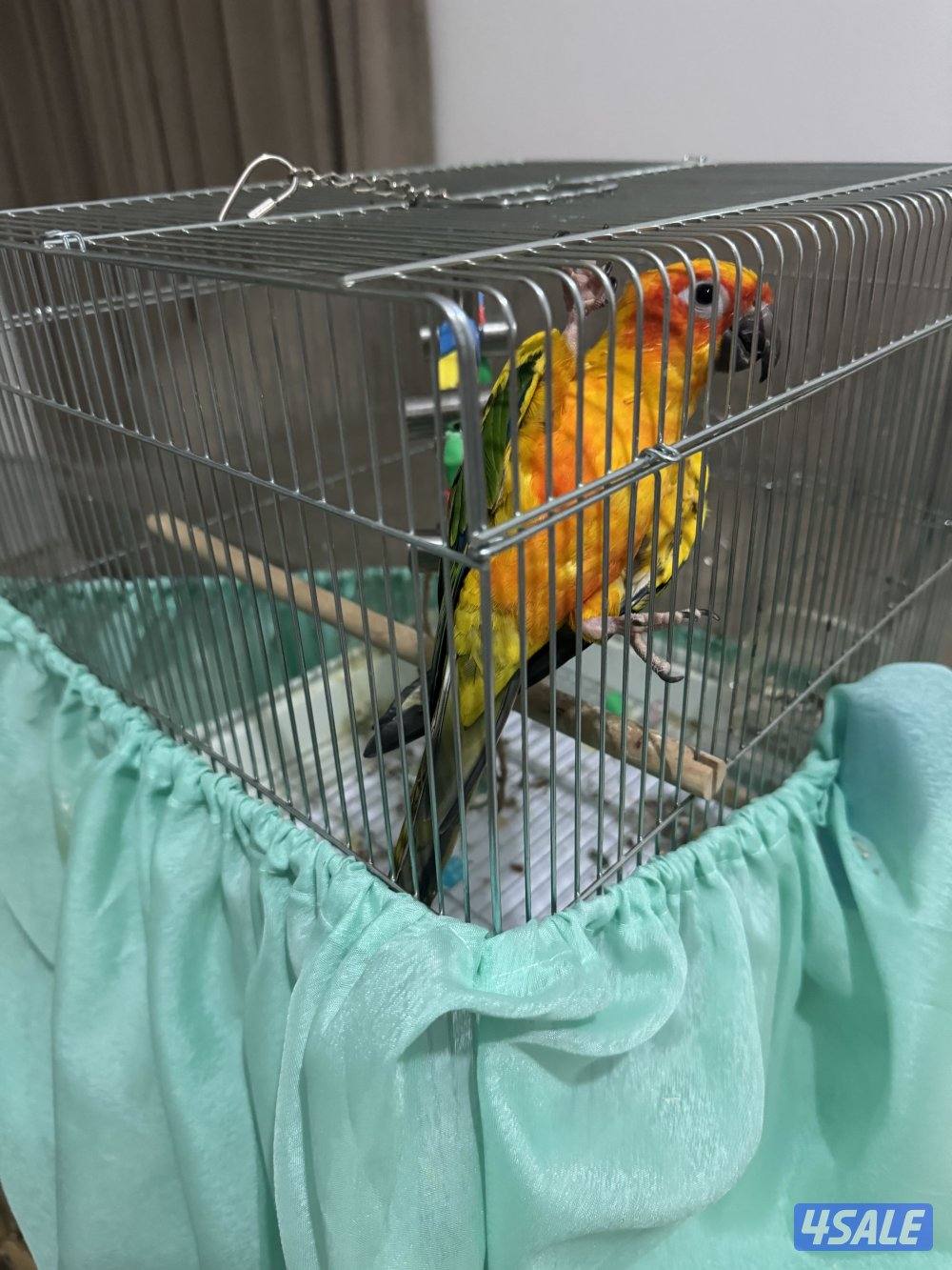 للبيع صن كنيور5