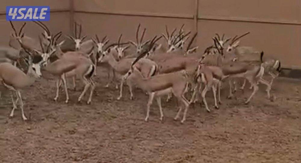 للبيع غزلان الريم0