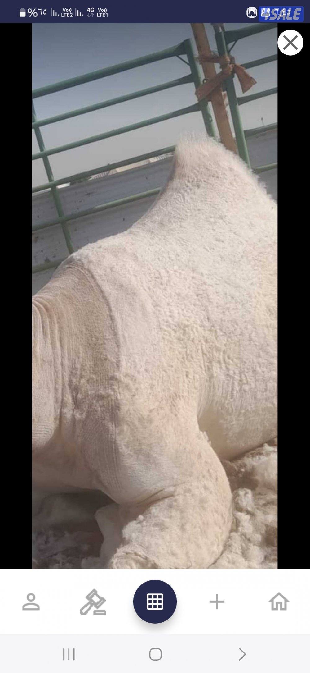 حلاقه وغسيل الابل1