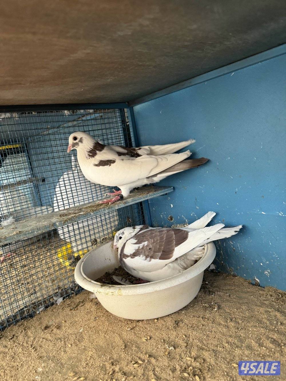 لاحم الوزان0